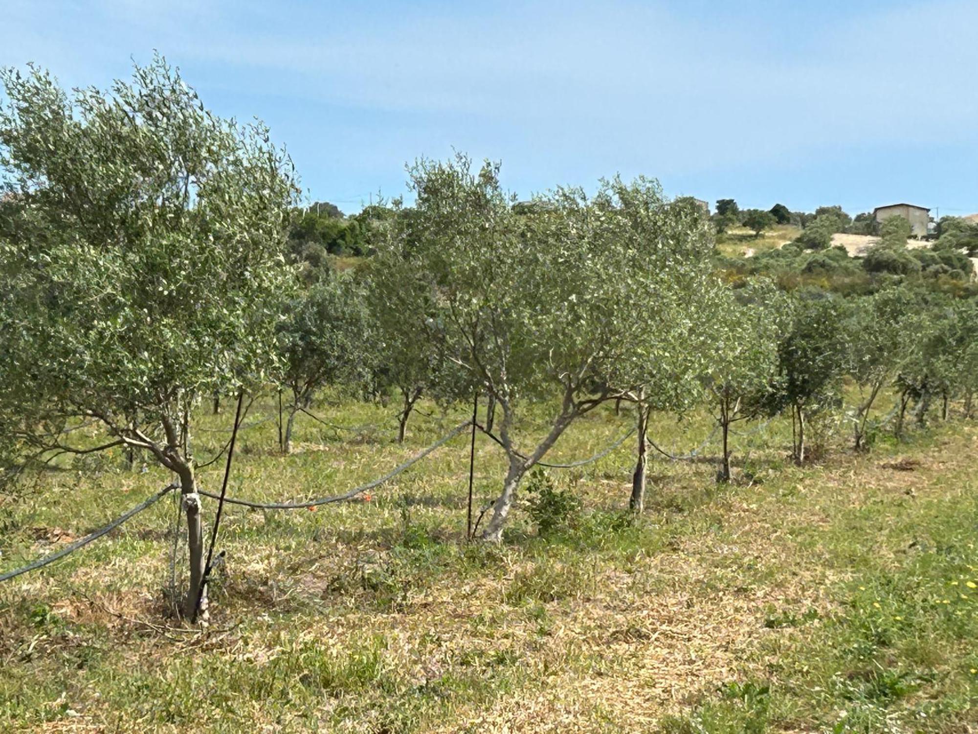 Baglio Il Gelso E L'Ulivo Appartamento Il Carrubo Reitani Exterior photo